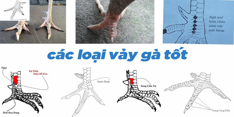 Các loại vảy gà tài phổ biến thường gặp trên trường đấu